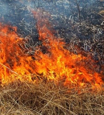 На Харківщині під час випалювання сухої трави загинула жінка
