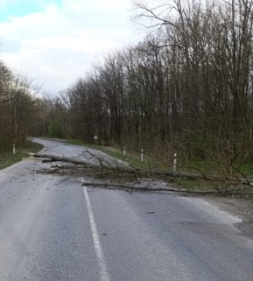 На Тернопільщині вітер повалив на дороги понад три десятки дерев