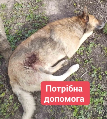 У Полтаві стріляли в собаку. Їй необхідне лікування