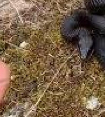 Небезпечні змії вже прокинулися на Дніпропетровщині