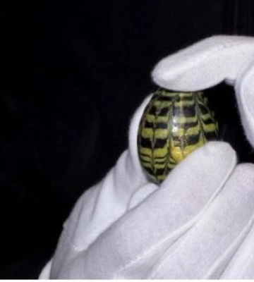 Унікальну писанку часів Київської Русі знайшли біля палацу Любомирських.(ВІДЕО)