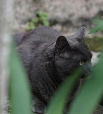 На Рівненщині виявили сказ у безпритульного кота