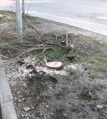 В зеленій зоні Одеси незаконно вирубали дерева