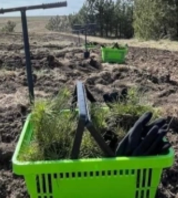 У районі на Миколаївщині продовжили реалізацію програми з озеленення