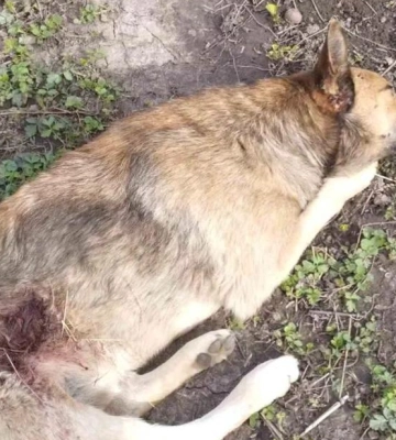 Біля Полтави стріляли у собаку