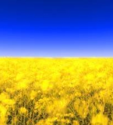 Большинство опрошенных украинцев верят в победу Украины в войне