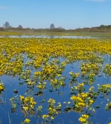 Наче вода, вкрита золотом: на річці на Волині цілими плантаціями зацвіли квіти. Відео