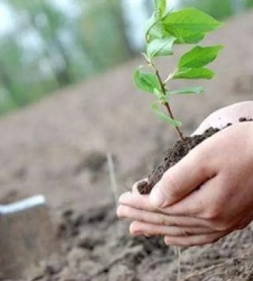 Миколаївців запрошують на благодійну акцію «Дерево – життя громади»