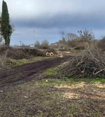 Понад 110 дерев незаконно зрізали на Львівщині
