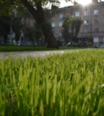 На озеленення Луцька витратять понад 20 мільйонів гривень: директор департаменту ЖКГ звітував про тендери