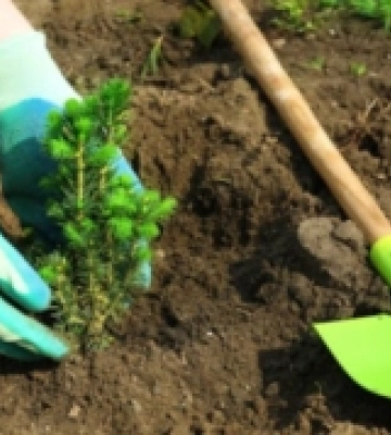 Миколаївців запрошують на благодійну акцію «Дерево – життя громади»