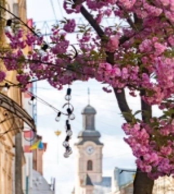 Вулиці Ужгорода потонули в цвітінні сакур. ФОТО