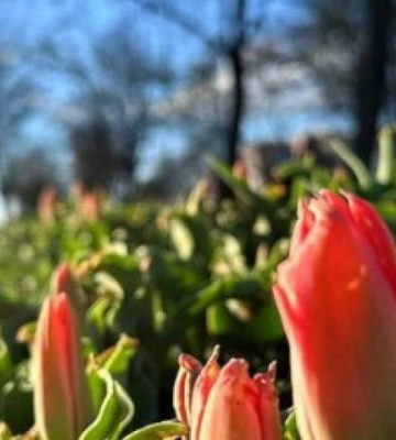 На місяць раніше у Дніпрі починають квітнути тюльпани