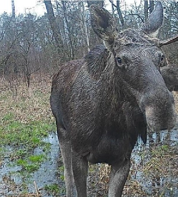 На Франківщині у фотопастку потрапив рідкісний в регіоні лось європейський