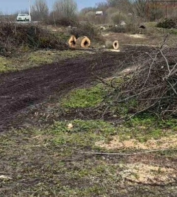 На Львівщині незаконно зрізали понад сотню дерев різних порід