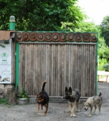 У Львові триває благодійний ярмарок для мешканців Домівки врятованих тварин