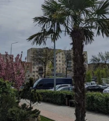 На Закарпатті висадили алею пальм