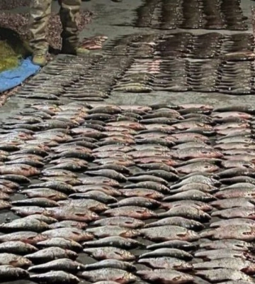 Під Києвом браконьєри наловили риби майже на 700 тисяч гривень