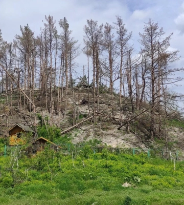 росіяни на окупованих територіях знищили лісів на 14 мільярдів гривень