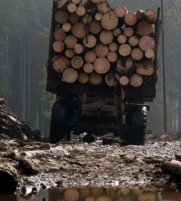 Понад 60 тисяч гектарів українського лісу знищили росіяни – аналіз NGL.media