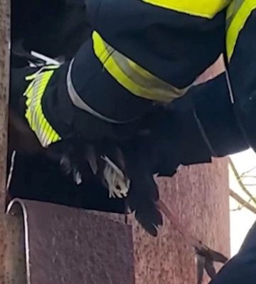На Хмельниччині рятувальники визволили з пастки лелеку: відео