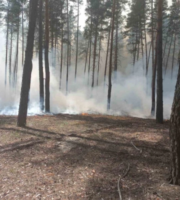 Відвідувати ліси на Харківщині категорично заборонено – “Ліси України”