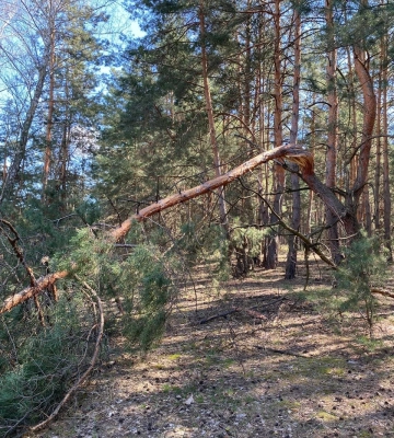 У лісах Полтавщини оголосили про найвищий рівень пожежної небезпеки