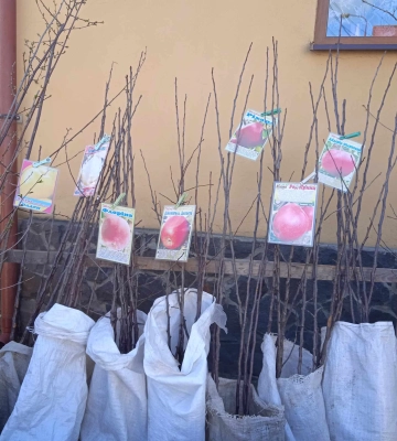 На Закарпатті кипить торгівля саджанцями дерев. Скільки коштують