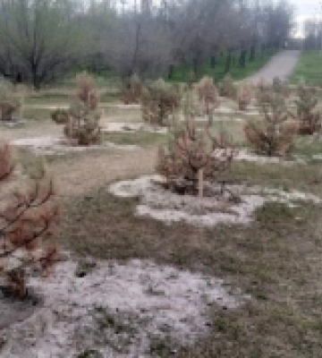 «Миколаївські парки» повідомили причину загибелі частини сосен у парку «Перемоги»