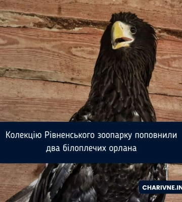 Колекцію Рівненського зоопарку поповнили два білоплечих орлана