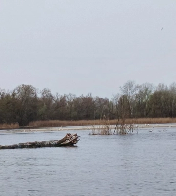 До заповідника поблизу Дніпра повернулися рідкісні птахи