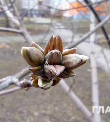 Тепло та без опадів: прогноз погоди на 30 березня