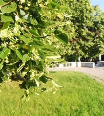 Навесні у Миколаєві планують висадити посухостійкі дерева