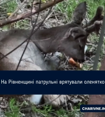 На Рівненщині патрульні врятували травмоване оленятко