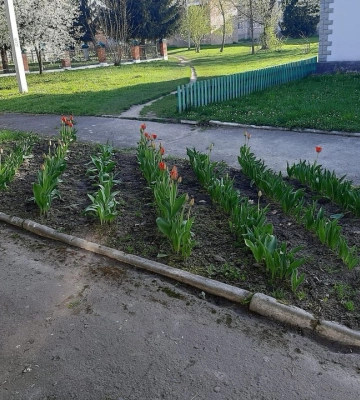 З корінням: з клумби в центрі селища на Волині поцупили квіти