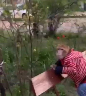 У Дніпрі на ж/м Покровський вигулювали мавпочку