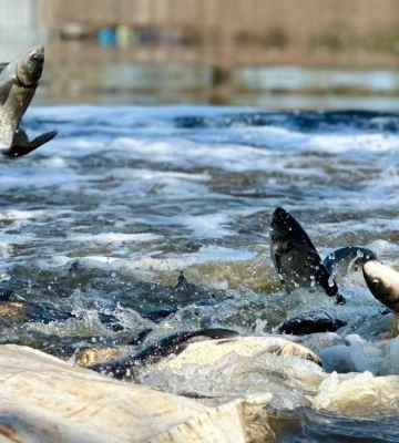 У водосховище на Полтавщині випустили понад п'ять тонн риби