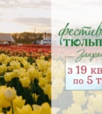 На Ковельщині з 19 квітня відкриється тюльпанове поле Волинської Голландії