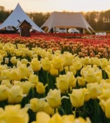 «Волинська Голландія»: повідомили дату проведення фестивалю