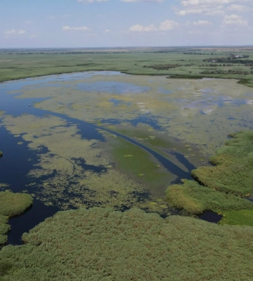 Дністровська Амазонія: за 50 км від Одеси знаходяться унікальні водні угіддя та живуть рідкісні птахи