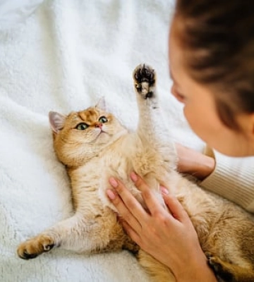 Клички для котов и кошек: 100+ вариантов имен
