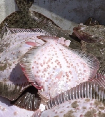 Російські браконьєри масово грабують рибні багатства Азовського моря - збитки сягнули ₴43 мільйонів