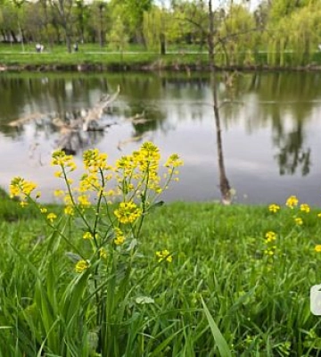 Якою буде погода у Кривому Розі 15 квітня