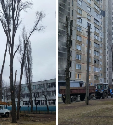 Обрізка дерев “під стовп” у Харкові: Держекоінспекція підтримала активістів