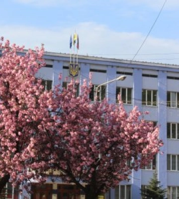 У Рахові рясно цвітуть японські вишні