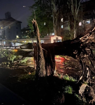 У Запоріжжі вітер та дощ повалив дерева, надійшло півсотні заявок
