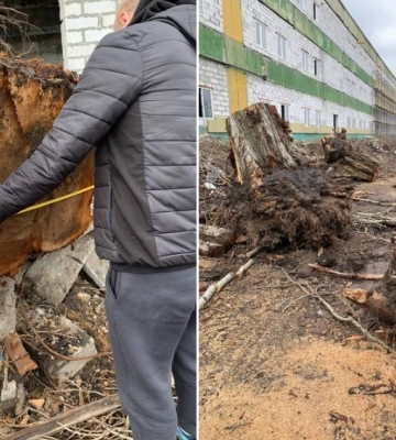 Сума збитків майже 130 000 грн: у Дніпрі незаконно вирубали десятки дерев