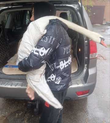 У лебедя із полтавського дендропарку стріляли