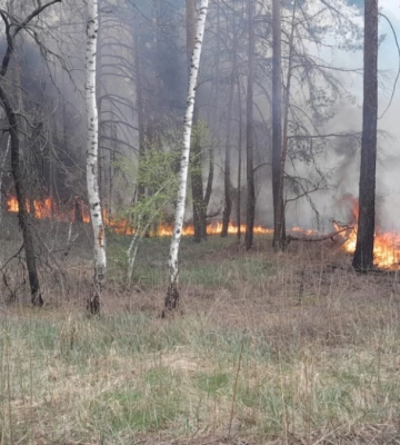 З березня на Донеччині зафіксовано 34 лісові пожежі через обстріли РФ