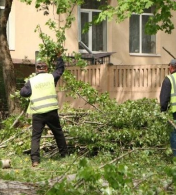 «Видаляємо тільки ті дерева, що є аварійними», — представниця департаменту гуманітарної політики Дніпра